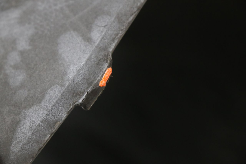 photo de CARENA SOTTO SELLA KYMCO AGILITY CARRY 50 (2011 - 2020)