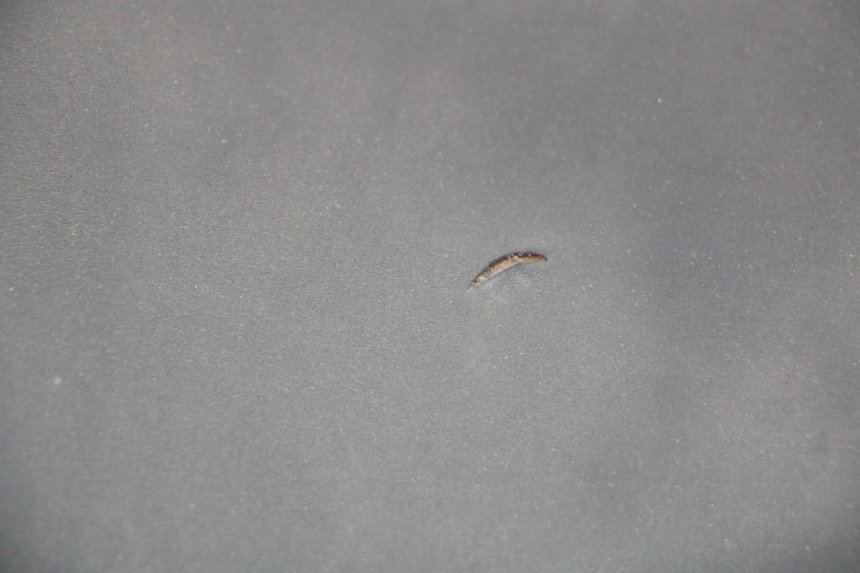 photo de SELLA YAMAHA YP T-MAX TMAX 530 (2017 - 2020)